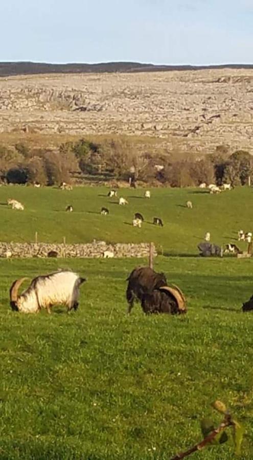Burren Rock Farmhouse B&B Turlough  Exterior foto